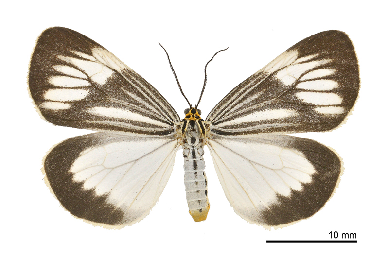 Nyctemera coleta coleta 毛脛蝶燈蛾- DearLep 物種頁面
